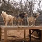 Cum se aude o haita de 30 de lupi care urla (video)