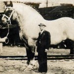 Brooklyn Supreme – cel mai mare cal din lume