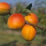 Cand si cum se planteaza pomii fructiferi?